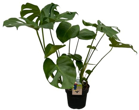 Trendyplants - Monstera Deliciosa - Lochpflanze - Höhe 65-85 cm - Topfgröße Ø21cm
