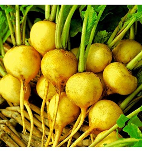 ZLATA RADISH GRAINES (JAUNE) Prêt en 30 jours - Heirloom Radis De la Pologne! (200)