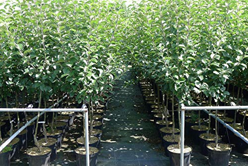 saftiger Sommerapfel Jamba Apfelbaum kleinbleibend 2-jährig Busch ca 3m hoch werdend