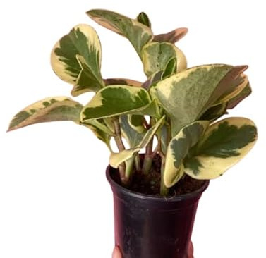 Peperomia Variegata Natural Suculenta de Interior y Exterior