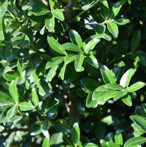 Vivai le Georgiche - Pianta vera di Ilex maximowicziana Kanehirae Agrifoglio di Maximowicz - vaso Ø 24 cm