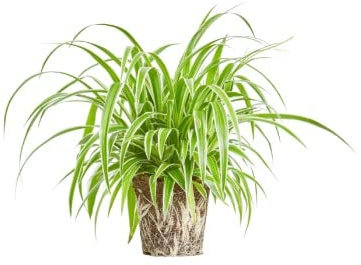 Chlorophytum | DECOALIVE | Cinta o Planta Araña | Planta de Interior | Planta Natural