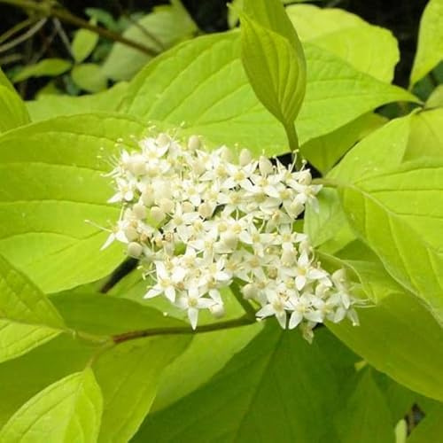 Corniolo Bianco 60–80 cm Vaso – Cornus alba 'Aurea' – Arbusto ornamentale foglia gialla