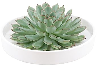 ROOTLESS by Aloe Demi | echte Sukkulent grün in weiße Keramik Schale Ø20 cm | Echeveria Pulidonis Ø12-14 cm - 5 cm | echte Sukkulent Pflanzen | Succulenten | Kakteen | Sukkulent | Kaktus