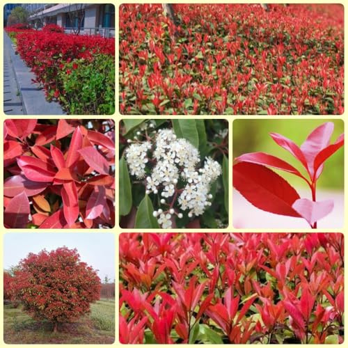 Semi di nespolo rosso pettirosso - autunnali, arbusti Photinia Red Robin, da siepe, Le sempreverdi sono resistenti da balcone resistenti esotiche 600pcs