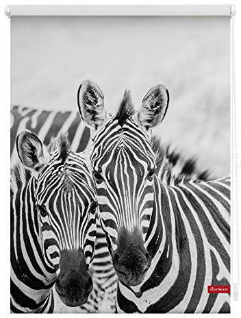 Lichtblick Klemmfix Tageslicht-Rollo mit Motiv, ohne Bohren, Blickdicht, Seitenzugrollo, Made in Germany, Zebra - Schwarz Weiß 120 x 150 cm (B x L)