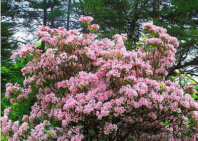 Montagna Laure Kalmia Latifolia ornamentale Appariscente albero arbusto, 100 semi
