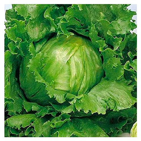 500 Crisphead Great Lakes Lettuce Seeds for Planting Non GMO Heirloom Seeds Instant Latch Fresh Vegetable Garden Seed