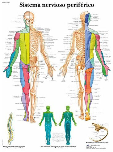 3B Scientific Anatomietafel des peripheren Nervensystems, spanisch, Anatomieposter des Nervensystems, Lehr-Wandtafel der peripheren Nerven für Medizin, Biologie & Gesundheitswesen
