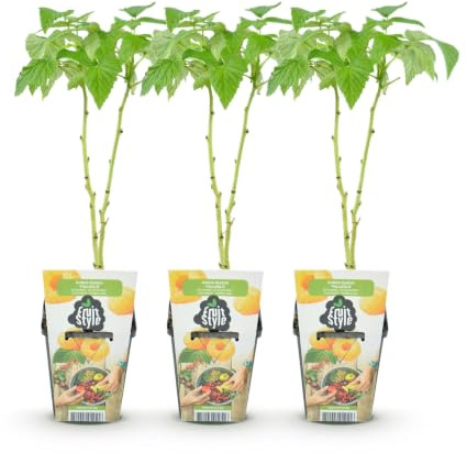 Plantas de Frambuesa Rubus Idaeus Fallgold, Amarillo, Pack de 3, Maceta 9cm