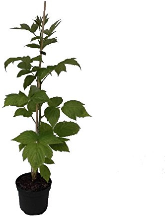 Himbo-Star (R) Himbeere herbsttragende Himbeerpflanze lange Reifezeit 60-100 cm 2 Liter Topf