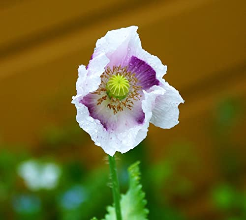 Mohn Bread Poppy - 1000 Samen