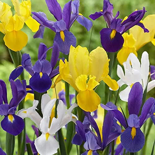 50 x Iris Hollandica Mixed – Delightful Mix of Bright Blooms – Perennial – Summer Flowering Bulbs – for Your Beautiful Garden