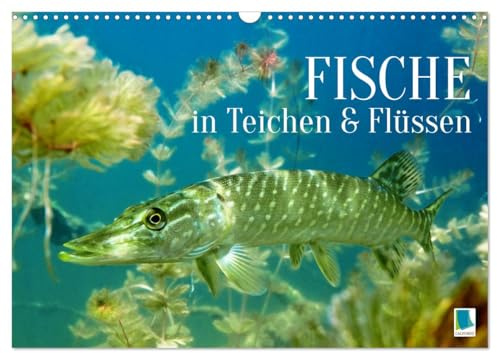 Fische in Teichen und Flüssen (Wandkalender 2026 DIN A3 quer), CALVENDO Monatskalender: Großartige Unterwasseraufnahmen von Fischen in unseren Gewässern (CALVENDO Tiere)