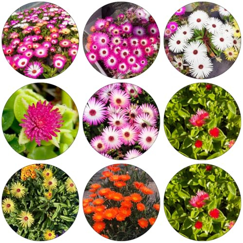 mittagsblume - indoor kräutergarten kräuterpflanzen gartendeko für draußen dachbegrünung blumensamen bodendecker winterhart mehrjährig steingartenpflanzen winterhart kräutersamen 700samen