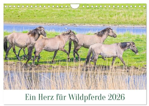 Ein Herz für Wildpferde (Wandkalender 2026 DIN A4 quer), CALVENDO Monatskalender: Bezaubernde Wildpferde und ihre Fohlen. (CALVENDO Tiere)