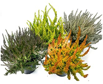 Calluna Vulgaris, 4 Sunset Girls, Besenheide, Heidepflanzen