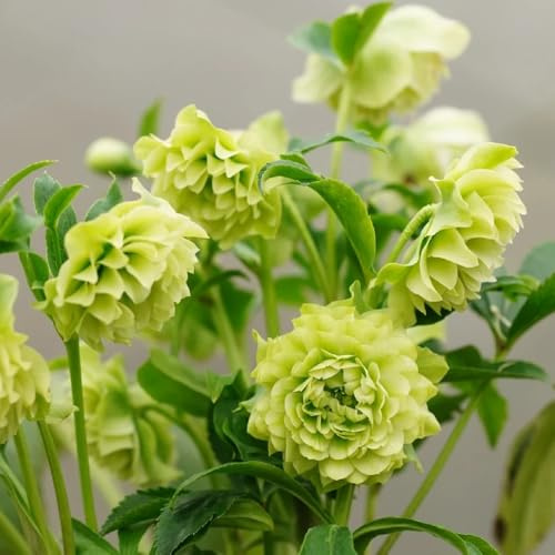 christrosensamen winterhart blumenbeet, exotische winterhart christrose christrosen kaufen deko, steingartenpflanzen balkon 550pcs