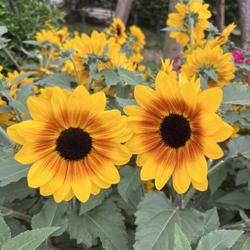 sonnenblumen sonnenblumensamen sonnenblume - exotische zimmerpflanzen blumenwiesensaat kräuterpflanzen winterharte stauden dauerblüher topfpflanzen draußen winterhart pflanztöpfe 250samen