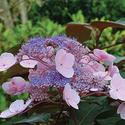Hydrangea Blue and Pink Bloom Shrub Flowering Easily Through Summer and Chocolate Leaves Change Colour Through Autumn, 1 x Hydrangea Aspera Hot Chocolate in 9cm Pots by Thompson and Morgan