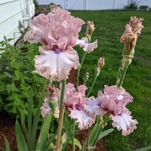 iris balcone robuste Bulbi di perenni e resistenti all'inverno decorazione ufficio api giardino balcone letti elevati resistenti 5pcs