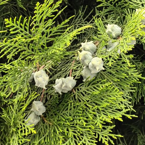 semi resistenti di cipresso, ornamentale cipressi giardino per interno vecchie varietà 150pcs