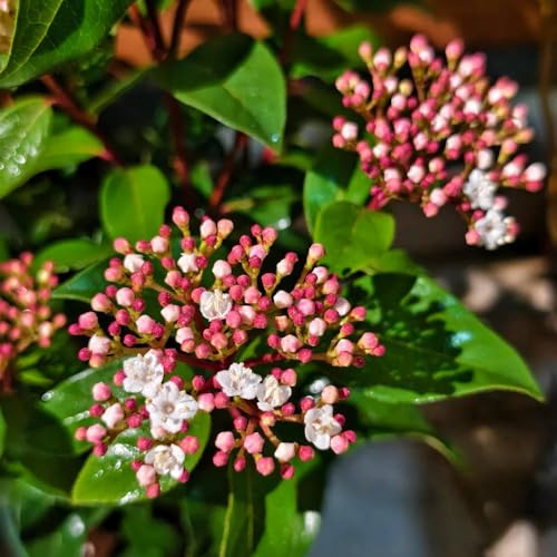 Semi di palla di neve, decorazione da giardino per esterni Viburno dilatato, decorazione floreale resistenti per il giardino semi di selvatici arbusti 250pcs