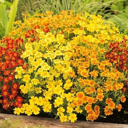 Oeillet d'Inde 'Starfire mix' - Tagetes tenuifolia 100 Graines