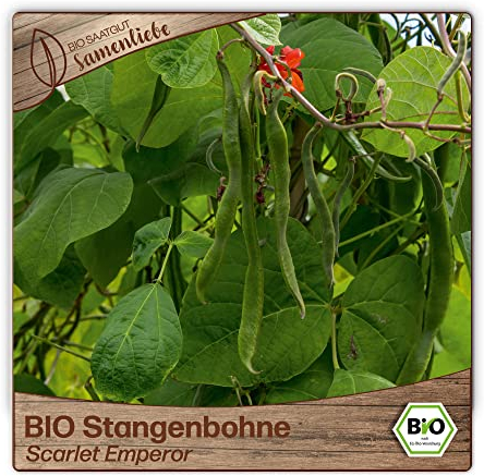 Samenliebe BIO Stangenbohnen Samen alte Sorte Scarlet Emperor Feuerbohne Bohne rot schwarz 5 Samen samenfestes Gemüse Saatgut für Gewächshaus Freiland und Balkon BIO Gemüsesamen