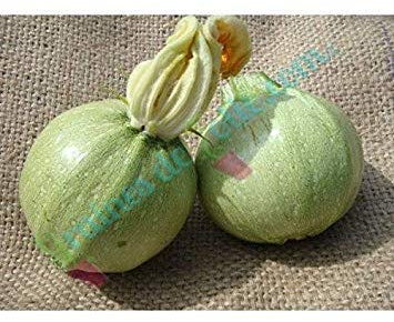 Zucchine Rondes de Nizza Semi Zucchine Semi