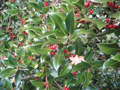 Immergrüne Stechpalme Alaska - Ilex aquifolium