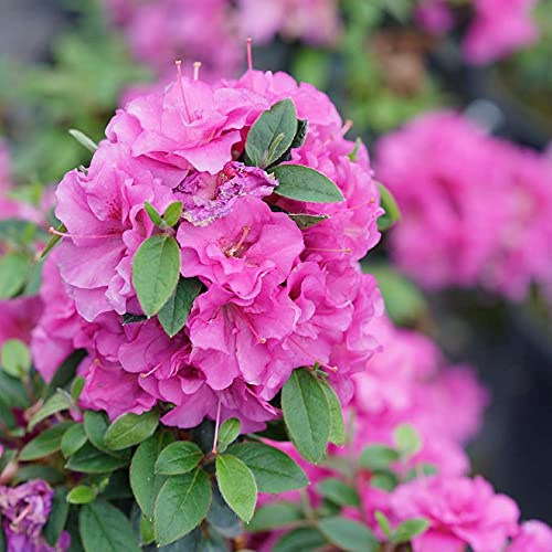 Perfecto Mundo™ Double Purple Azalea Rhododendron - 4 Pot - Proven Winners