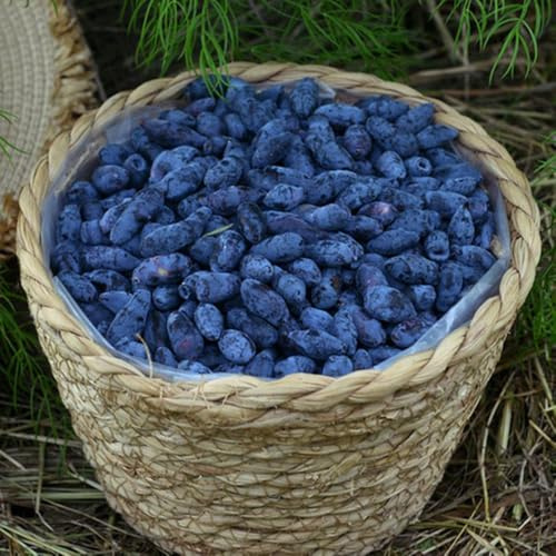 semi di mirtillo siberiano honeyberry, balcone resistenti, giardino, biologiche 150pcs