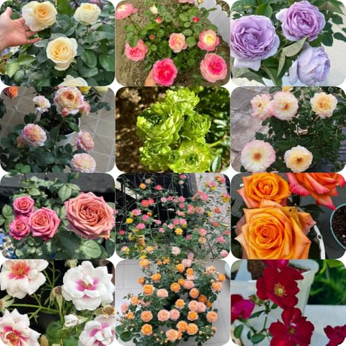 Semillas de rosal - semillas de silvestres decoración sala estar interior extraño perennes resistentes resistentes para jardines rocas como recuerdo 200pcs