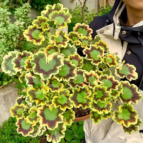 geranio estivi semi selvatici balcone decorativo primavera semi biologici tagliati decorazione selvatico 500pcs