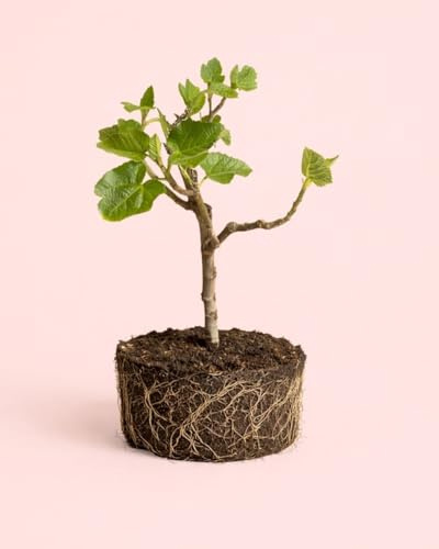 PUR PLANT Higuera Bonsái Ficus Carica | Higuera Natural Mediterránea | Árbol Bonsái Decorativo de Interior y Exterior | Maceta de Ø20 cm