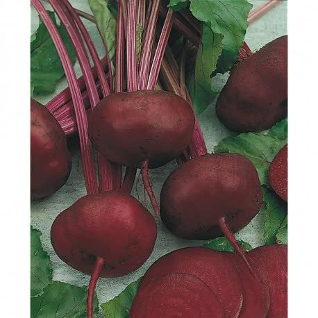 Graines betterave noire plate d'Egypte BIO - sachet de 4 grammes - Graines de style