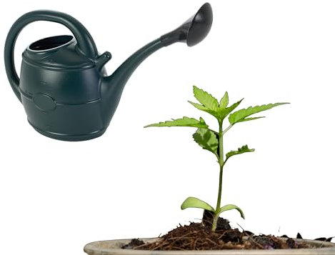 Green Watering 13 Litres Can Ideal For Everyday Gardening Tasks With Rose Head Generous Capacity