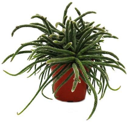 Exotenherz Rhipsalis baccifera horrida - Korallenkaktus - im 12cm Topf - sukkulente Zimmerpflanze