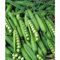 Guisantes Thomas Laxton Semillas de guisantes orgánicos sin OGM Semillas de guisantes verdes por paquete con 100 partículas