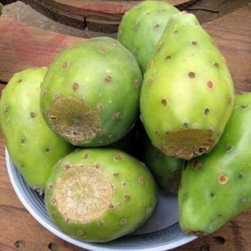 Seeds Opuntia Lasiacantha Y Nopal Cactus edible nopaloa juice seed nopalina 100 seeds : Seeds Only
