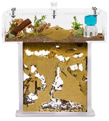 Acryl Ameisenfarm Set mit Sand in Mini T-Form - 14x5x14 cm Sandwich und Futterkasten - Ameisen Farm mit Lebenden Ameisen - Enthält Königin, Arbeiterinnen, Eier und Larven - Durchsichtig