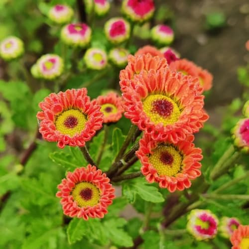 semillas de margarita para resistentes al aire libre decoración de margaritas perennes silvestres balcón 60pcs