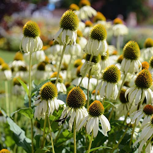 echinacea semi di perenne semi di selvatico balcone primavera primavera giardino selvatici perenni resistenti arbusto farfalle 600pcs