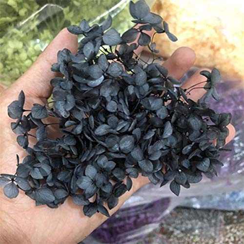 Wooai Lot de 10 fleurs d'hortensia séchées naturelles fraîches préservées 3 g