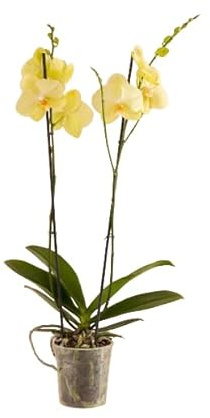 Orquídea Phalaenopsis La Flor de la Belleza y la Exquisitez