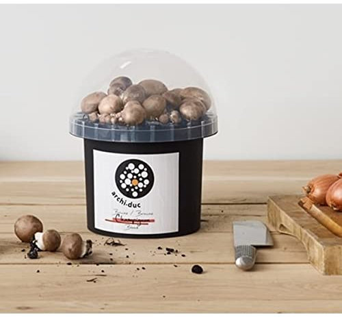 Mushroom Growing Kit - Brown Button Mushroom Grow Kit - Perfect for Beginners - Educational Grow Our Kits with The Little Ones