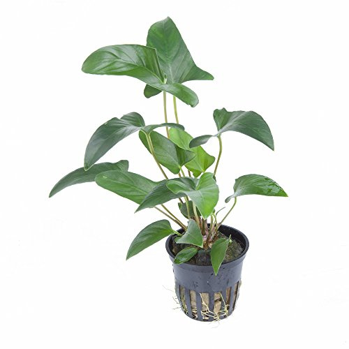 WASSERPFLANZEN WOLFF – Efeublättriges Speerblatt/Anubias gracilis | Elegante Aufsitzerpflanze | Robust, Barschfest & Geringer Lichtbedarf | Für Mittel- und Hintergrund