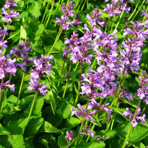 Stachys monieri Hummelo – 12 Pflanzen Ø9cm – Höhe10-25cm – Rosa Blütenstaude für Beet & Präriegarten – Bienenfreundlich winterhart – Pflegeleichte Gartenstaude