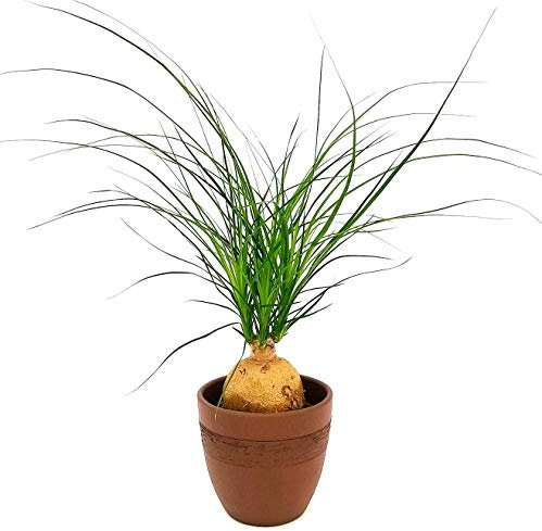 POWERS TO FLOWERS - BEAUCARNEA RECURVATA NOLINA, MANGIAFUMO, IN VASO CERAMICA MOKKA, pianta vera